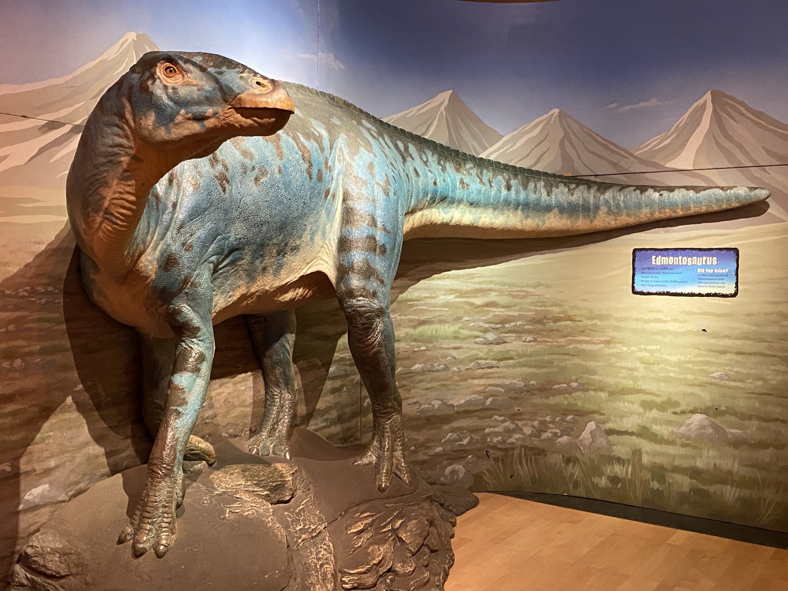 汇龙堂仿真埃德蒙顿龙模型（博物馆级复刻）