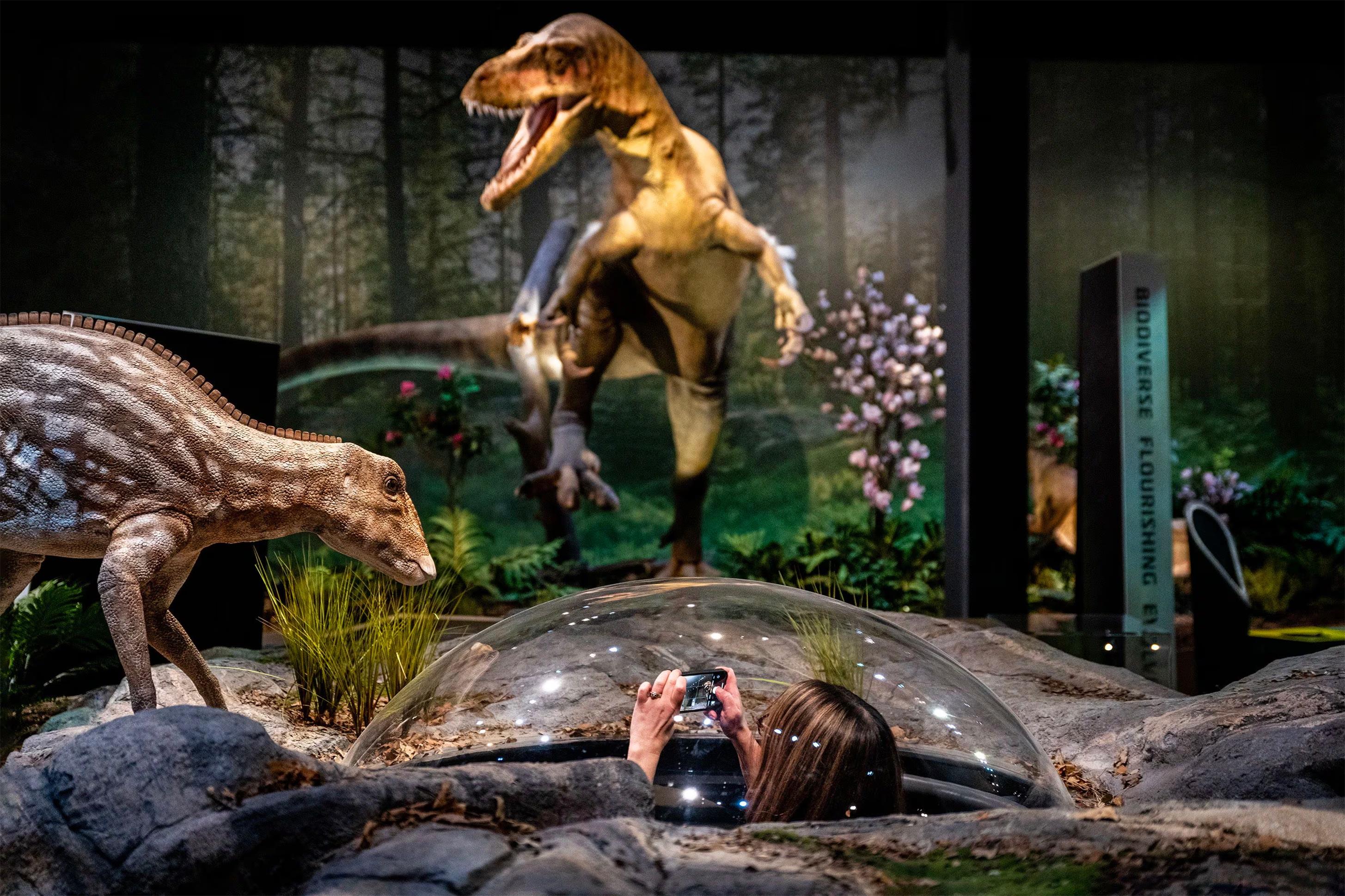 博物馆仿真恐龙安装-现场组装调试