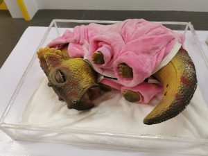 仿真三角龙幼龙 仿真恐龙视频 汇龙堂