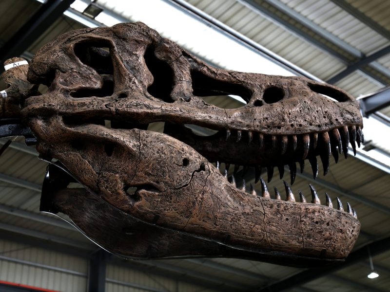 霸王龙头骨化石复制品——触摸史前巨兽的致命武器
