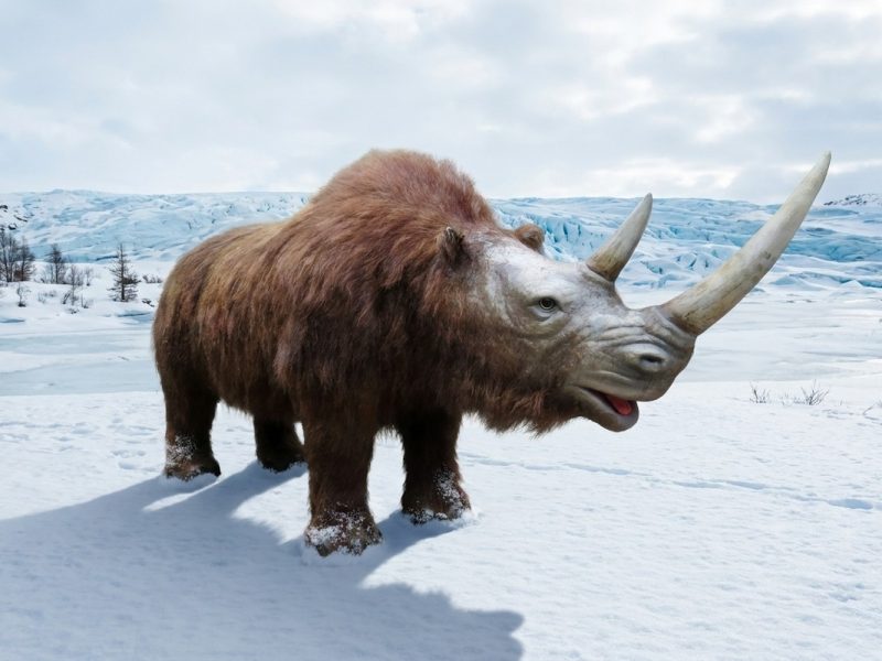 仿真披毛犀模型